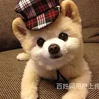 白山正规博美基地正规养殖博美