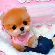 北京纯种茶杯博美幼犬 小体俊介博美幼犬 球体博美犬
