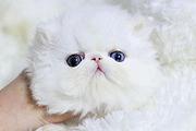 哪里有波斯猫卖的 波斯猫猫价格 波斯猫寿命