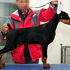 嘉兴【*推荐】杜宾犬舍‖杜宾养殖场
