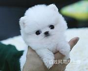 通辽博美狗场地址博美狗场位置