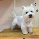 西高地 哪里出售纯种西高地犬幼犬多少钱一只西高地梗