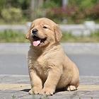 泉州【*推荐】金毛犬舍‖金毛养殖场