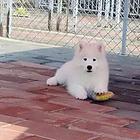 烟台【*推荐】萨摩耶犬舍‖萨摩耶养殖场