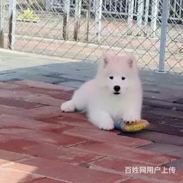 安康附近萨摩耶狗哪有卖的，可以上门去看的的图片