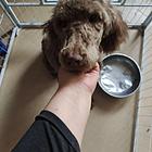 咖啡色小巨贵1200