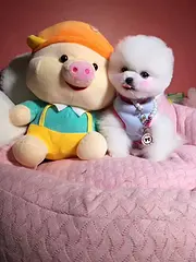纯种博美的价格 赛级博美的图片 博美有几种毛色