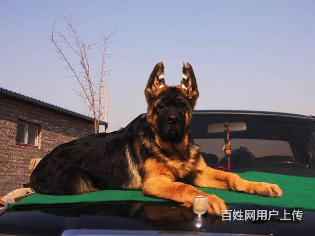 锤系德牧 ,纯种德国牧羊犬黑背犬