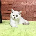 邢台银渐层猫舍位置 本地银渐层猫舍地址在哪儿
