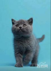 自家繁殖布偶猫 蓝猫 加菲猫 金吉拉等疫苗齐全包纯
