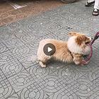 家养。健康。价格600