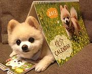 芜湖本地博美犬犬舍，本地博美犬在哪里