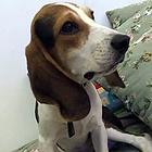 黔西南养比格犬的地方，卖比格犬的地方