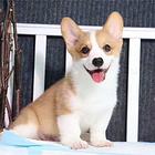 纯种威尔士柯基幼犬 包售后 保纯种 上门可签订协议