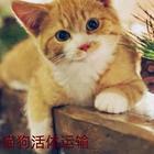嘉兴桐乡宠物托运 （猫狗活体运输）一对一上门接送 邮寄到全国