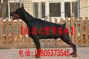 唐山狗场出售：杜宾犬 大丹犬