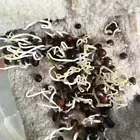 日照附近绿肥种子供应商