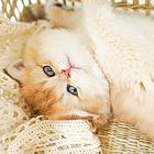 那里有猫咪金渐层短毛猫 随便拍都好看 无病无鲜
