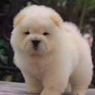 纯种肉嘴松狮幼犬多窝出售公母均有 签保障协议