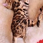 渭南孟加拉豹猫 疫苗齐全 温顺黏人 保证健康