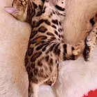 渭南孟加拉豹猫 疫苗齐全 温顺黏人 保证健康