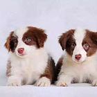曲靖哪有繁殖边牧幼犬的，边牧幼犬多少钱一只