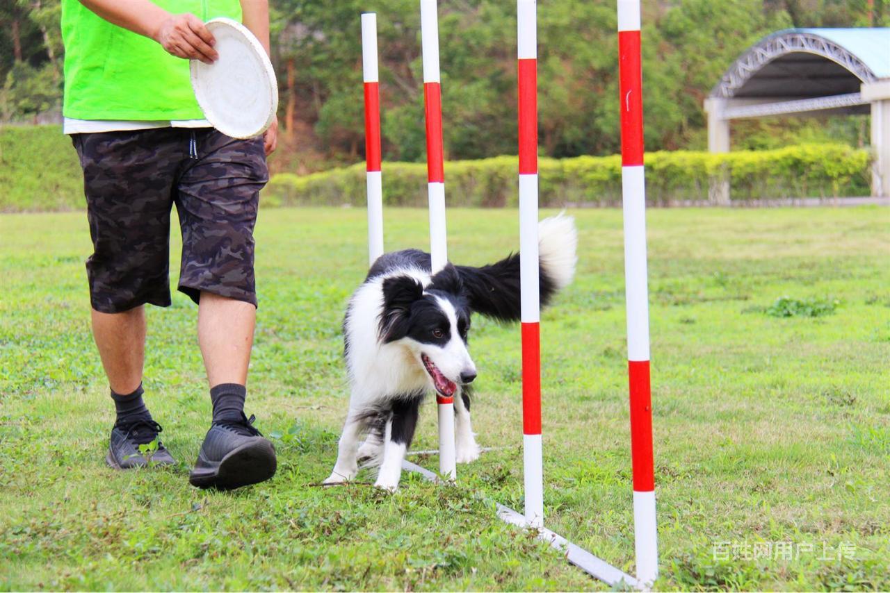 中山沙朗训犬学校/中山沙朗镇训狗学校狗狗基地