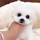 白山买一只比熊需要多少钱，比熊犬舍地址