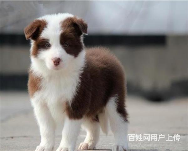 那曲哪里有边牧卖多少钱 边牧好养吗 边牧照片 七白