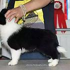 吉安边牧犬舍地址 边牧基地电话联系方式