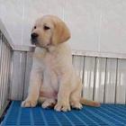 双赛级血统拉布拉多幼犬出售 多只可选 可见父母