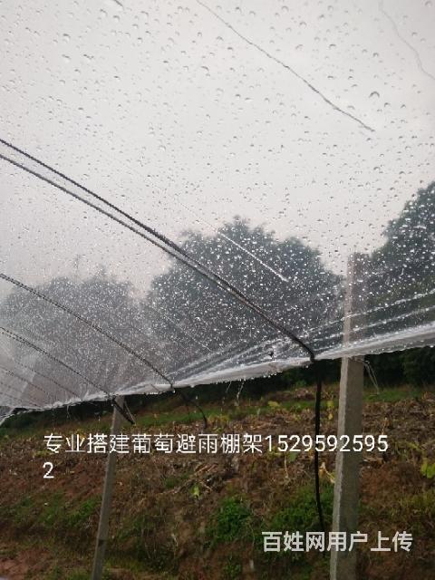 专业葡萄避雨棚搭建盖膜找专业施工队优惠的价格