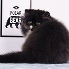 哪里有纯白棉花糖系列波斯猫卖的 波斯猫多少钱