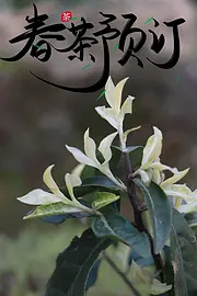 春茶预订 安吉白茶 小戴白茶欢迎您