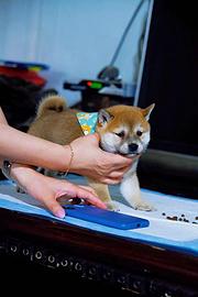通化柴犬出售买柴犬到【优莱犬舍】
