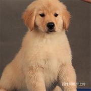 商丘金毛大约多少钱哪里有金毛买呢