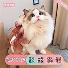 【金牌猫舍】安庆布偶多少钱 布偶好看吗