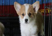 柯基专区 花色齐全选择多 宠物狗柯基犬