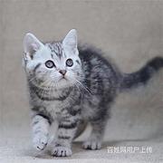 浙江温州美短加白幼猫价钱