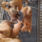 柴犬幼犬出售