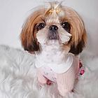 出售高端西施犬 三针齐全保健康 提供养狗指导