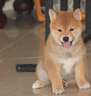 玉溪优质柴犬如何挑选，优质柴犬多少钱一个