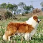 巴彦淖尔卡斯罗一般价位【卡斯罗犬舍】地址