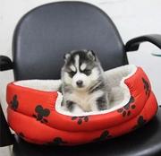 白山哈士奇价格_哈士奇多少钱_纯种哈士奇幼犬