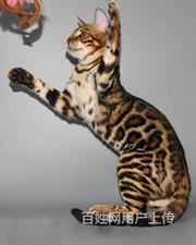 福建漳州纯种双血统豹猫幼崽特价转让