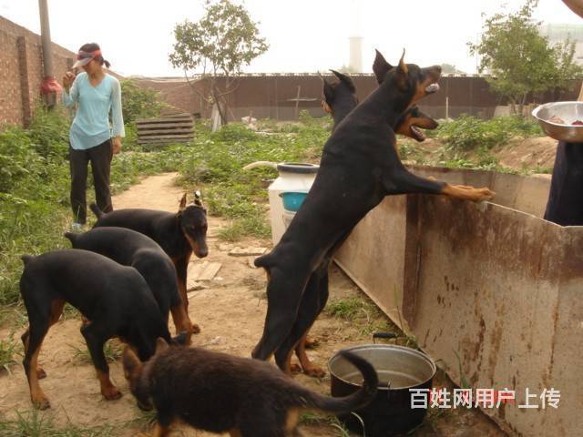 杜宾犬出售 杜宾犬照片 北京杜宾犬舍