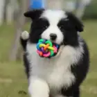 开封边境牧羊犬多少钱一只 边境牧羊犬怎么卖