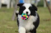 通辽边境牧羊犬多少钱一只 边境牧羊犬怎么卖