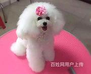 白山博美养殖基地博美什么价位