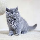 白山纯种小蓝猫蓝白猫舍 正规猫舍家庭式繁育